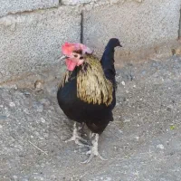 خروس خارجی