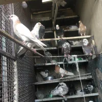 کفتر فروشی