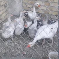 غازوجوجه غاز