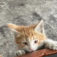 بچه گربه