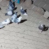 سلام به عشق بازان یک جفت کفتر سرور