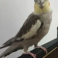 عروس هلندی نر