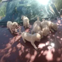 پاپی موبلند
