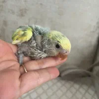 جوجه طوطی