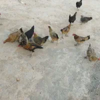 مرغ محلی تخم گذار
