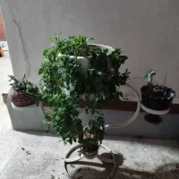 گل و گلدون