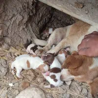توله  سگ پاکوتاه  و یک پیتبول ماده بالغ