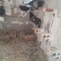 کفتر