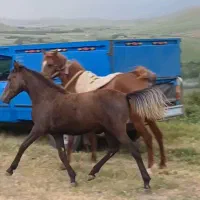 فروشی .مادیان کورد  ۵ سال همراه دو کره ماده