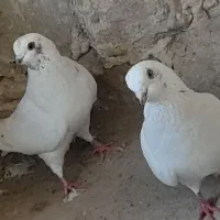 کفتر اصیل کاشان پرش سنگین