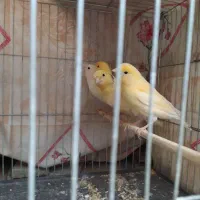 ۴قناری موزاییکی|پرنده|خرم‌آباد, |دیوار