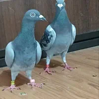 جفت پلاکی