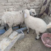 گوسفند با بره ماده چاق