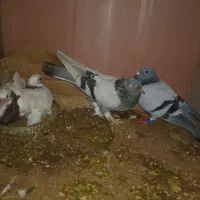 یک جفت کبوتر ‌