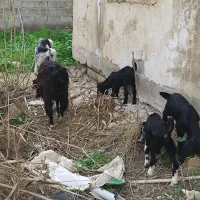 بز کهر ‌دار