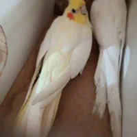 جفت آلبینو