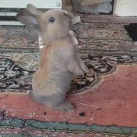 خرگوش بامزه خوشرنگ