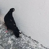 ذاغ ماده