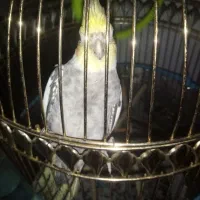 عروس هلندی قناری