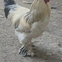 مرغ خروس برهما