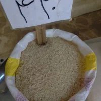 بربخ هاشمی