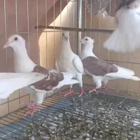 کفتر گراف کاکلی