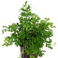 گیاه ابزی بولبتیس و انابیاس