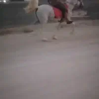 اسب