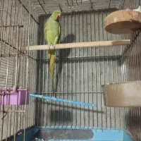 طوطی