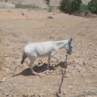 الاغ نر چهارساله