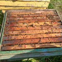 زنبور عسل
