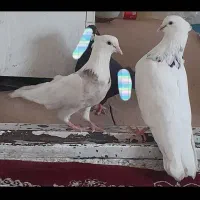 کبوتر طوق