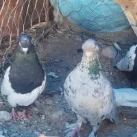 کفتر|پرنده|حسن آباد, |دیوار