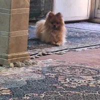 واگذاری پامر