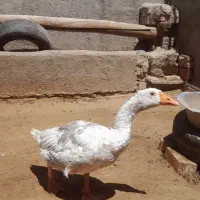 غاز