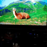 ال ای دی سامسونگ ۴۹فول اج هوشمند سری ۵ اصل