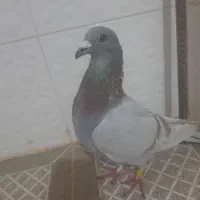 کبوترگرفتنی