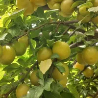 خریدار چوب