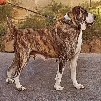 ماده الکس نژاد آلابای روس ۳ ساله از بهترین نسل