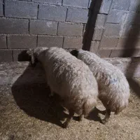 گوسفند میش قصابی