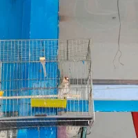 سره نر|پرنده|مشکین‌دشت, |دیوار