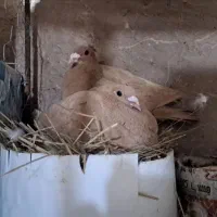 کفتر زرد سرخ کرمونی جفتگاه با جوجه