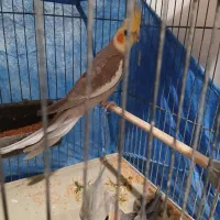 عروس هلندی مولد