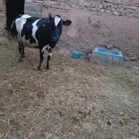 گاو.