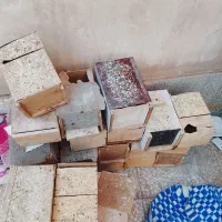لونه مرغ عشق