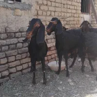 بز نژاددار  جوان.کیلویی۴۲۰