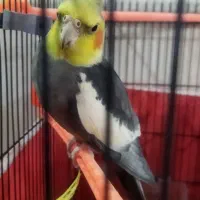 جفت عروس هلندی