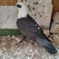 کفتر