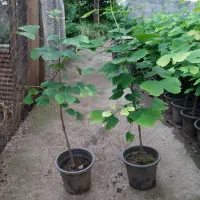 گل جینکو