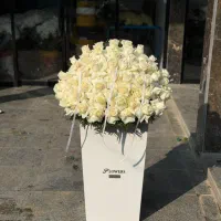 گل رزهلندی۲۰تومان